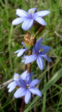 Aristea torulosa flowers with spreading petals